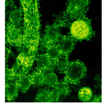 Das Darm-Nervensystem